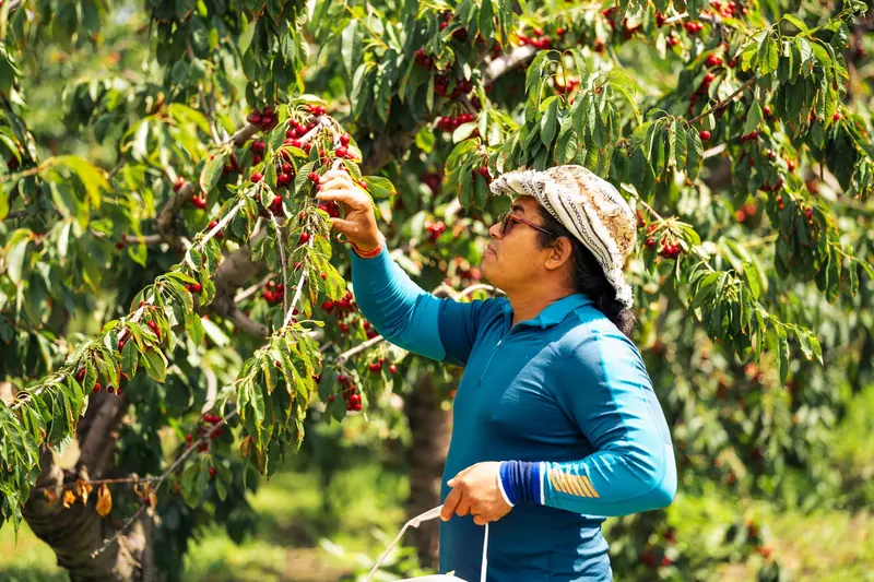 Farm worker picking ripe cherries from an orchard tree