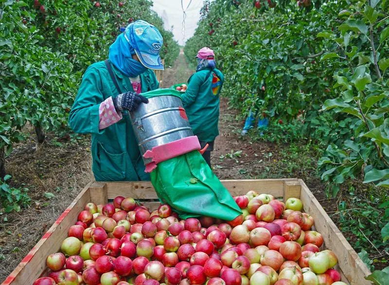 Orchard crew emptying a picking bucket into a fruit crate near Linden