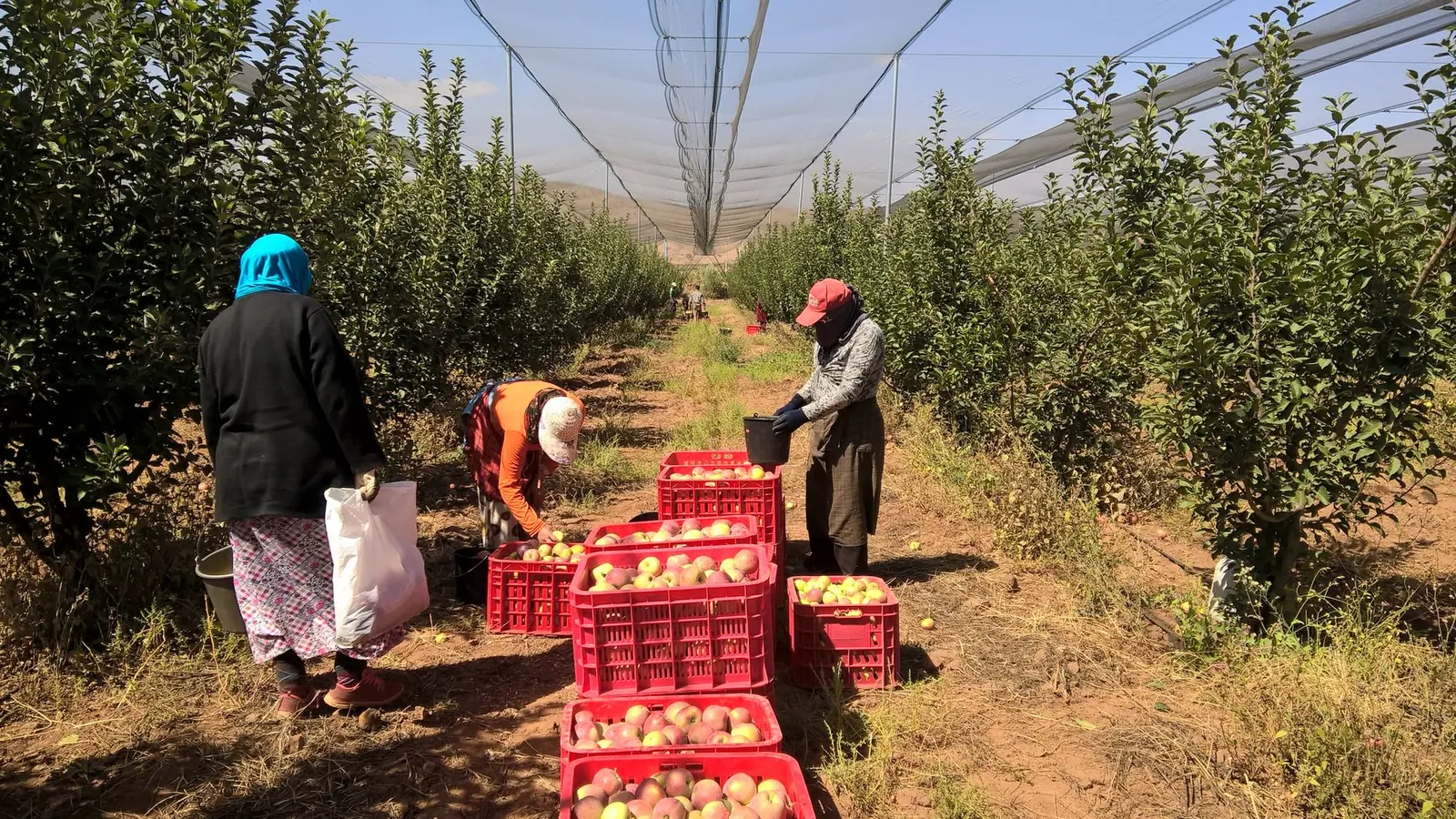 Harvest crew filling crates in an orchard row
